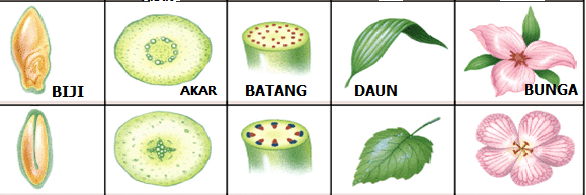 Detail Contoh Organ Pada Tumbuhan Nomer 28