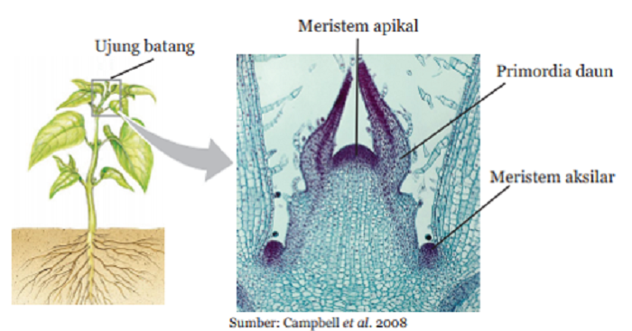 Detail Contoh Organ Pada Tumbuhan Nomer 34