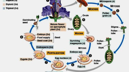 Detail Contoh Organ Pada Tumbuhan Nomer 35