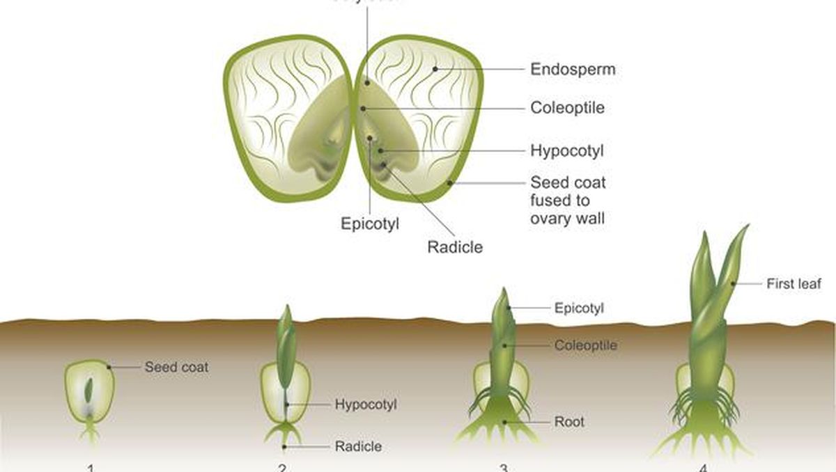 Detail Contoh Organ Pada Tumbuhan Nomer 39