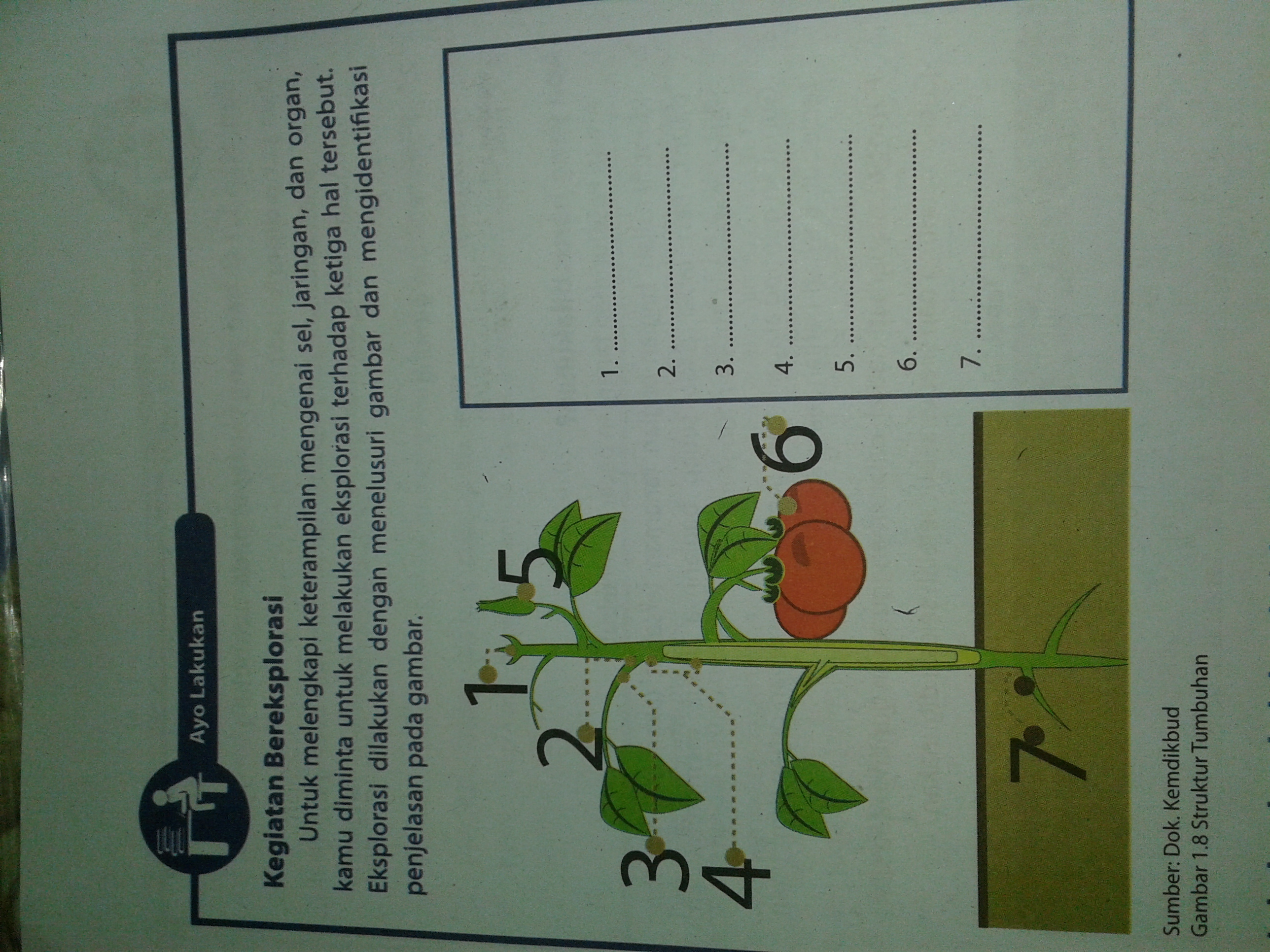 Detail Contoh Organ Pada Tumbuhan Nomer 53