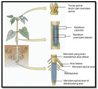 Detail Contoh Organ Pada Tumbuhan Nomer 56