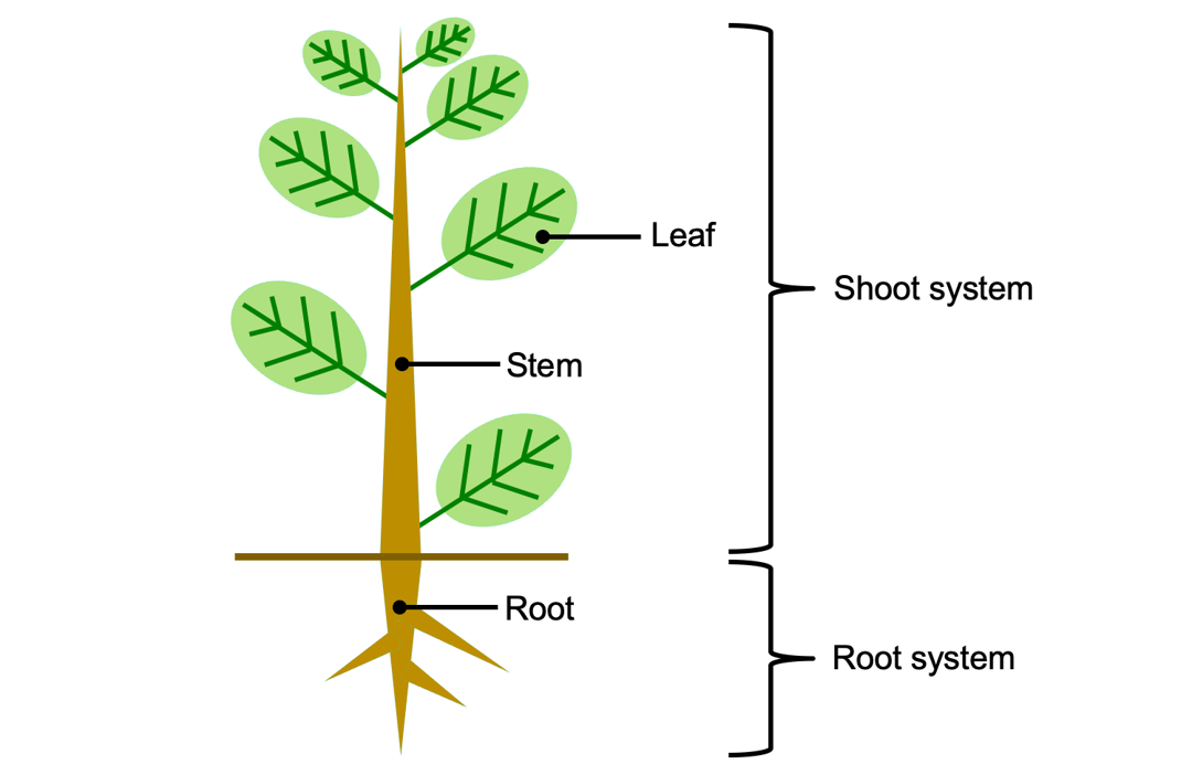 Detail Contoh Organ Pada Tumbuhan Nomer 8