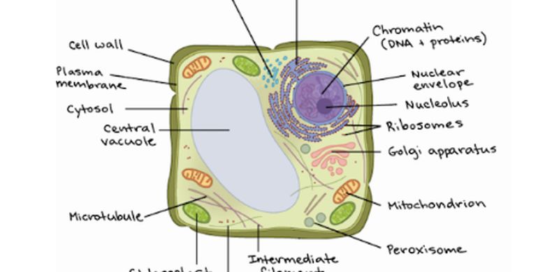 Detail Contoh Organel Sel Nomer 12