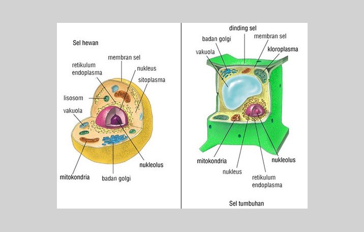 Detail Contoh Organel Sel Nomer 15