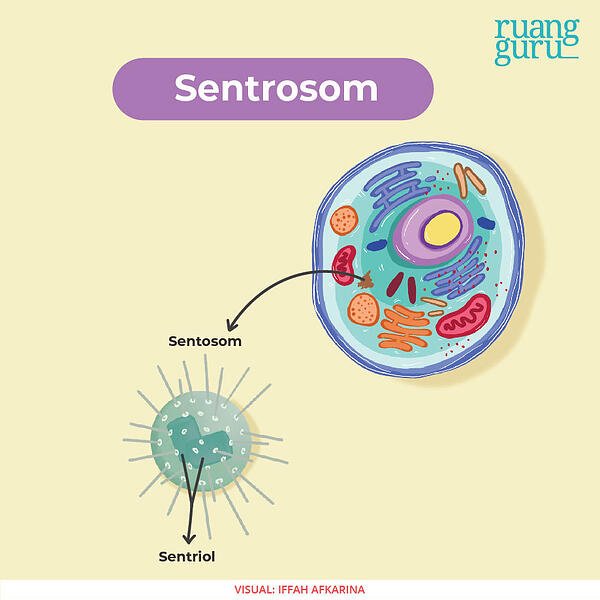 Detail Contoh Organel Sel Nomer 35