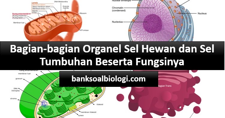 Detail Contoh Organel Sel Nomer 40