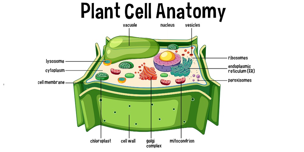 Detail Contoh Organel Sel Nomer 45