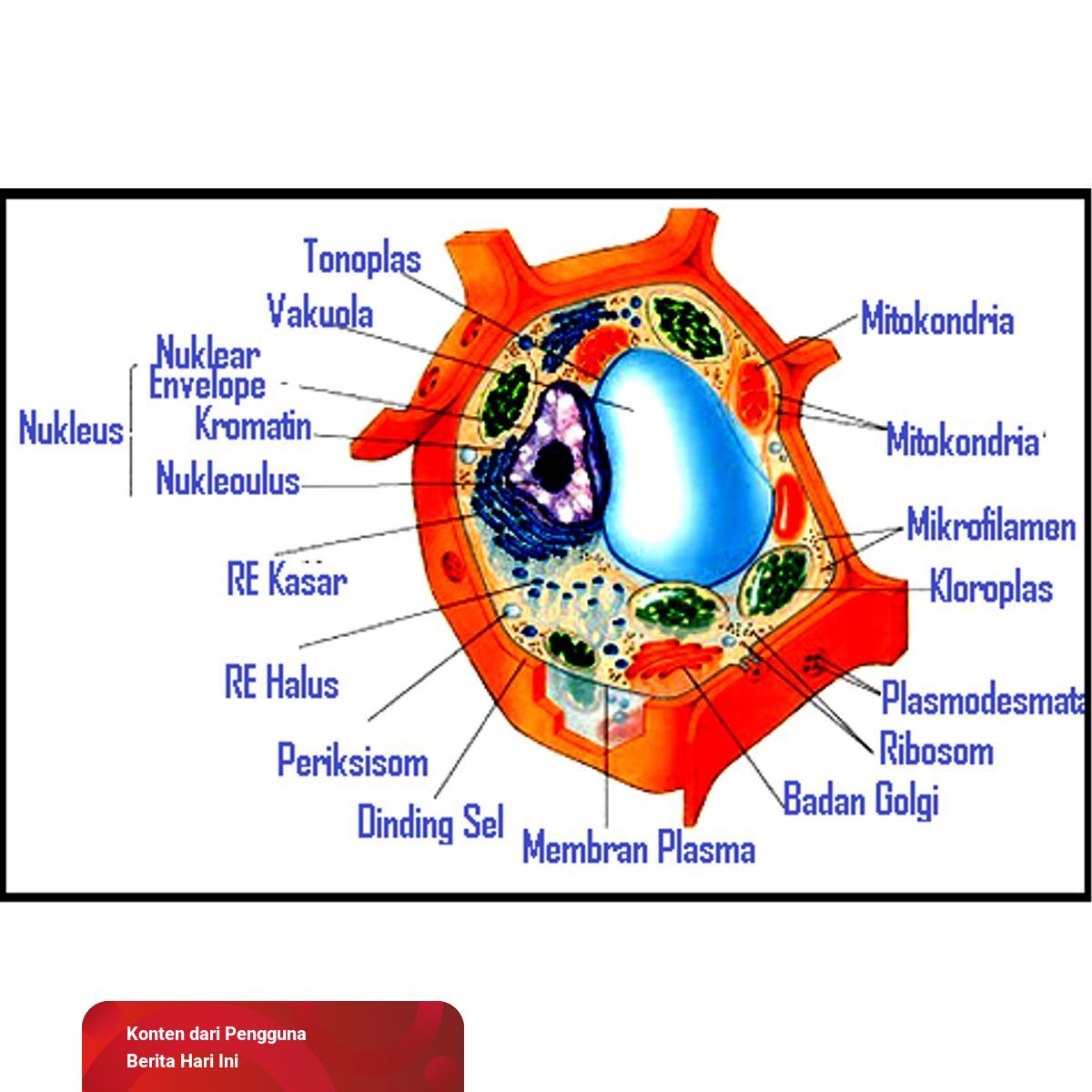 Detail Contoh Organel Sel Nomer 7