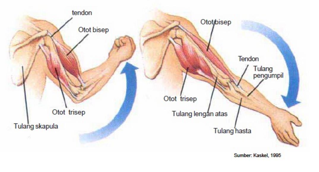 Contoh Otot Antagonis - KibrisPDR