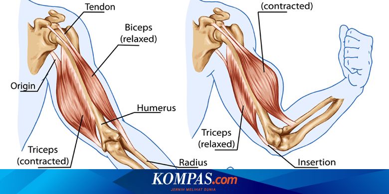 Detail Contoh Otot Antagonis Nomer 21