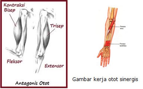 Detail Contoh Otot Antagonis Nomer 37