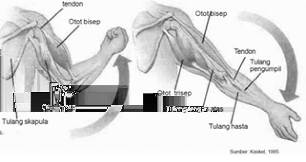 Detail Contoh Otot Antagonis Nomer 43