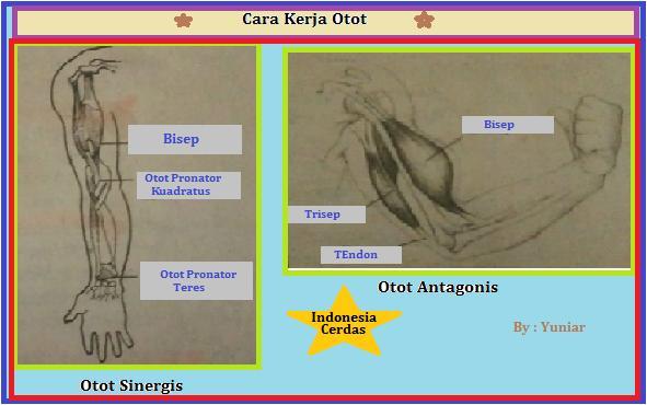 Detail Contoh Otot Antagonis Nomer 45