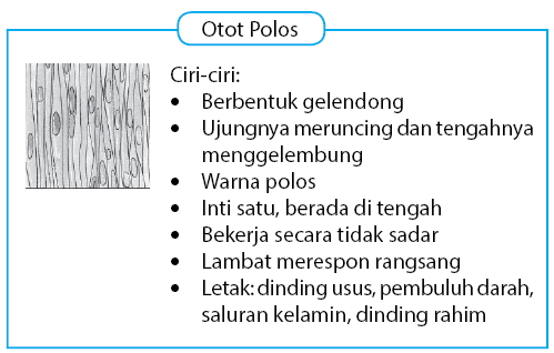 Detail Contoh Otot Polos Nomer 49