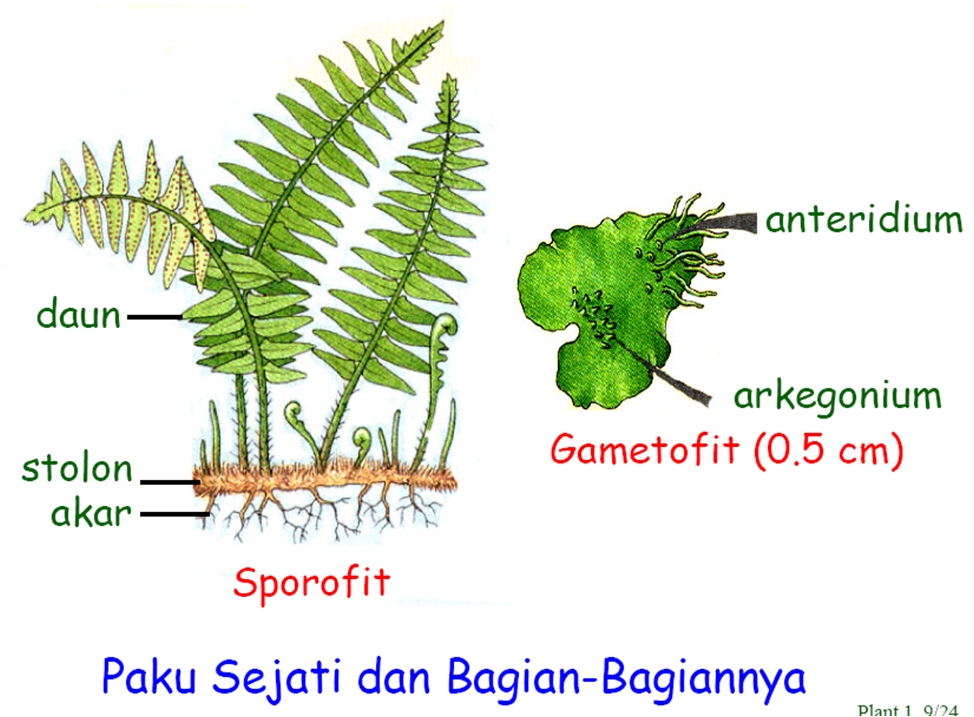 Detail Contoh Paku Kawat Nomer 18