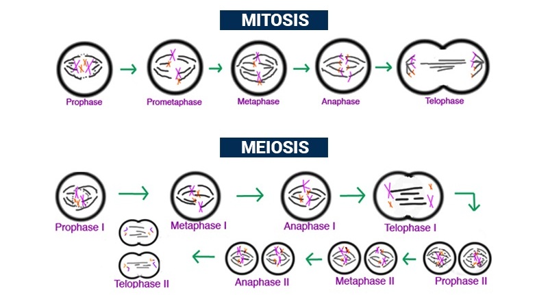 Detail Contoh Pembelahan Mitosis Nomer 18