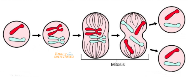 Detail Contoh Pembelahan Mitosis Nomer 20