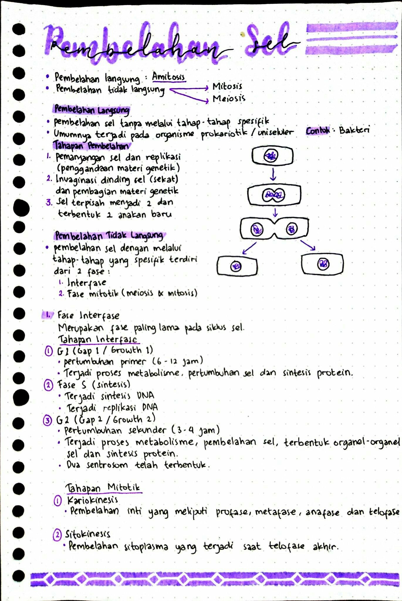 Detail Contoh Pembelahan Mitosis Nomer 21