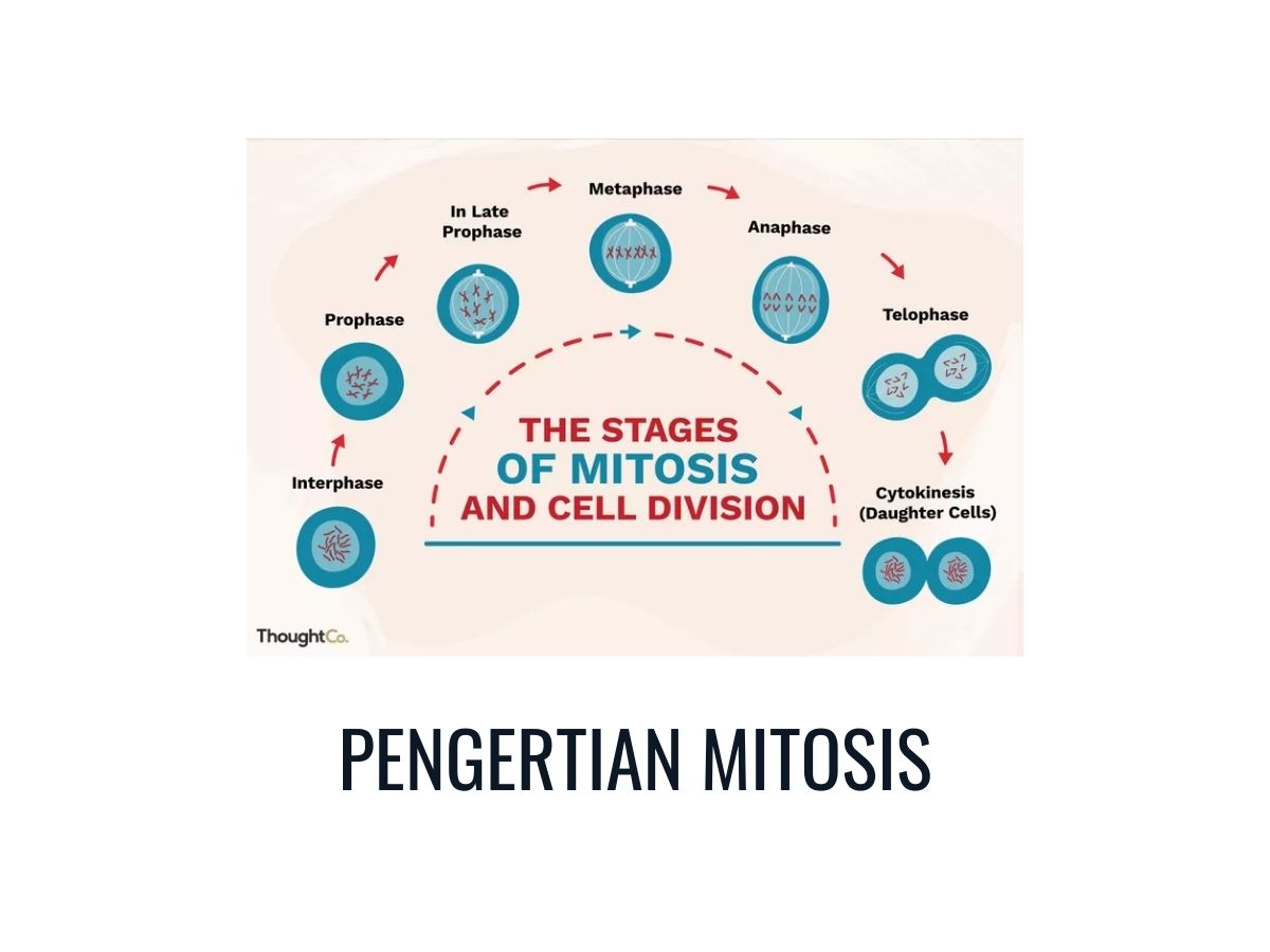 Detail Contoh Pembelahan Mitosis Nomer 24