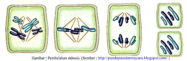 Detail Contoh Pembelahan Mitosis Nomer 34