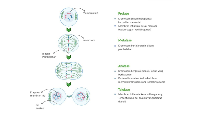 Detail Contoh Pembelahan Mitosis Nomer 43