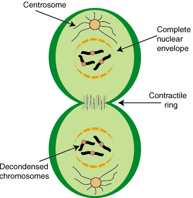 Detail Contoh Pembelahan Mitosis Nomer 45