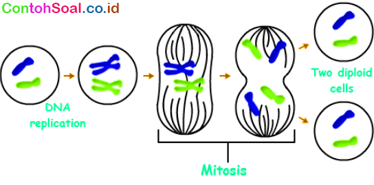 Detail Contoh Pembelahan Mitosis Nomer 52