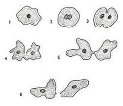 Detail Contoh Pembelahan Mitosis Nomer 56