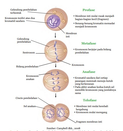 Detail Contoh Pembelahan Mitosis Nomer 8