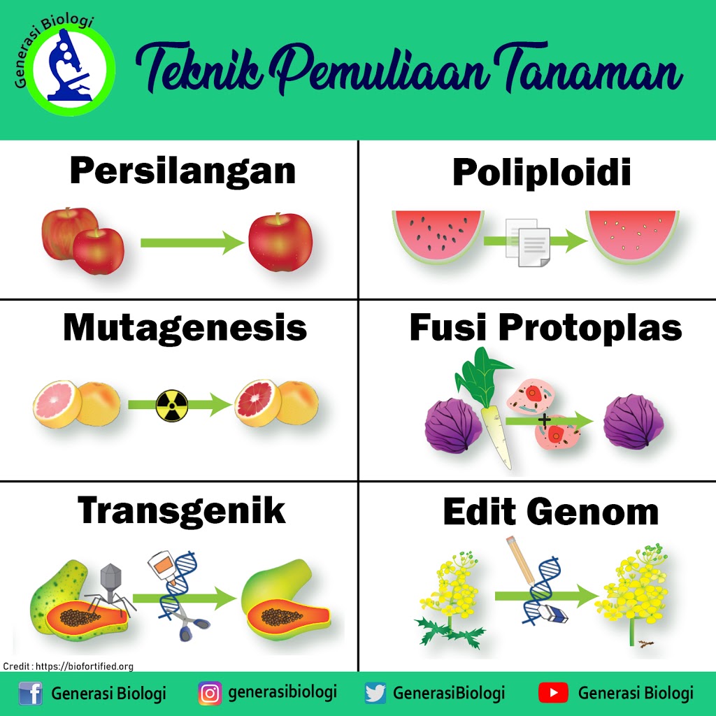 Contoh Pemuliaan Tanaman - KibrisPDR