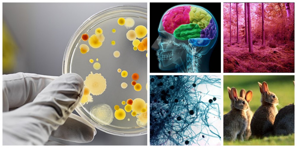 Detail Contoh Pencemaran Biologi Nomer 15