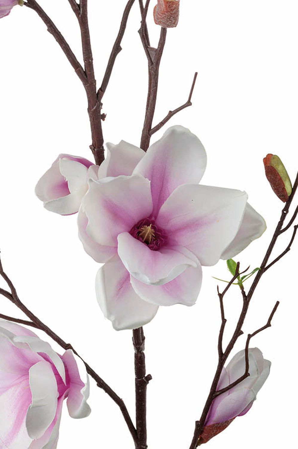 Magnolia Cms Blossom - KibrisPDR