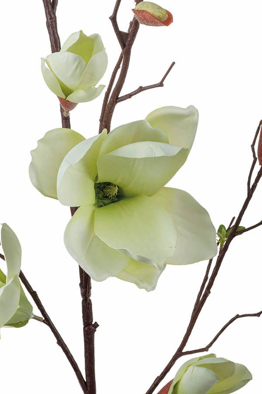 Detail Magnolia Cms Blossom Nomer 6