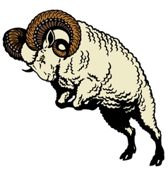 Ram Sheep Images - KibrisPDR