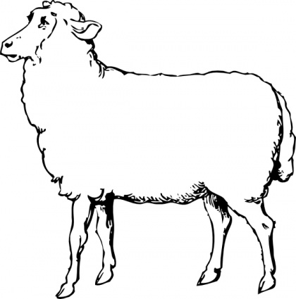 Detail Ram Sheep Images Nomer 16