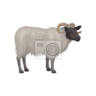 Detail Ram Sheep Images Nomer 17