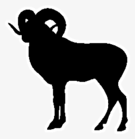 Detail Ram Sheep Images Nomer 19