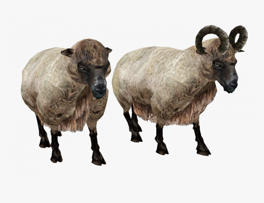 Detail Ram Sheep Images Nomer 7