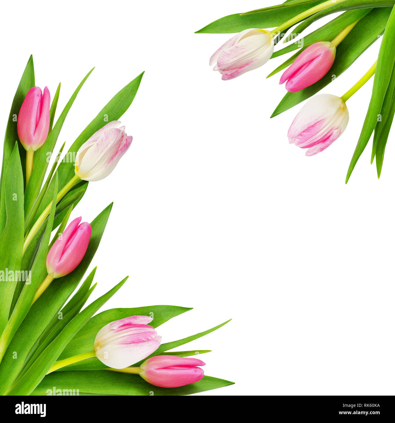 Detail Tulipanes Blancos Png Nomer 9