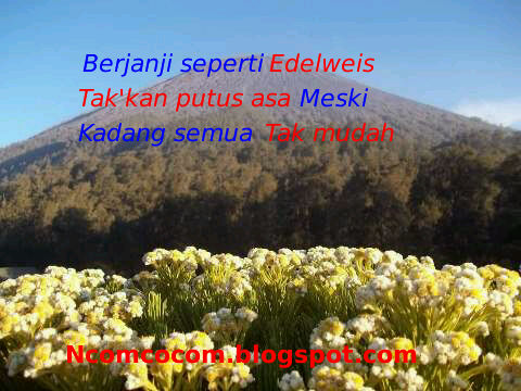 Detail Gambar Kata Bunga Edelweis Nomer 10