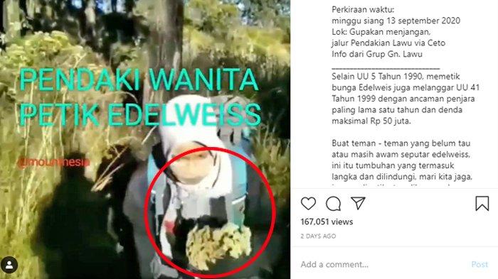 Detail Gambar Kata Bunga Edelweis Nomer 46