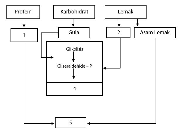 Detail Gambar Katabolisme Lemak Karbohidrat Dan Protein Nomer 9