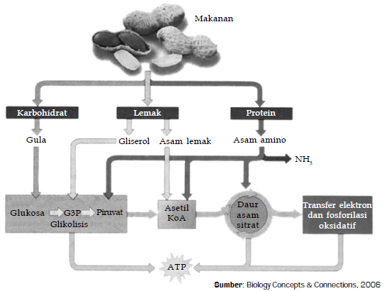 Detail Gambar Katabolisme Lemak Karbohidrat Dan Protein Nomer 11