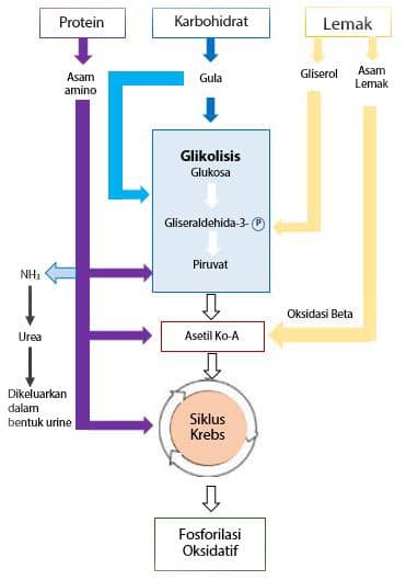 Detail Gambar Katabolisme Lemak Karbohidrat Dan Protein Nomer 13