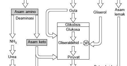 Detail Gambar Katabolisme Lemak Karbohidrat Dan Protein Nomer 17