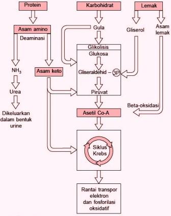 Detail Gambar Katabolisme Lemak Karbohidrat Dan Protein Nomer 3