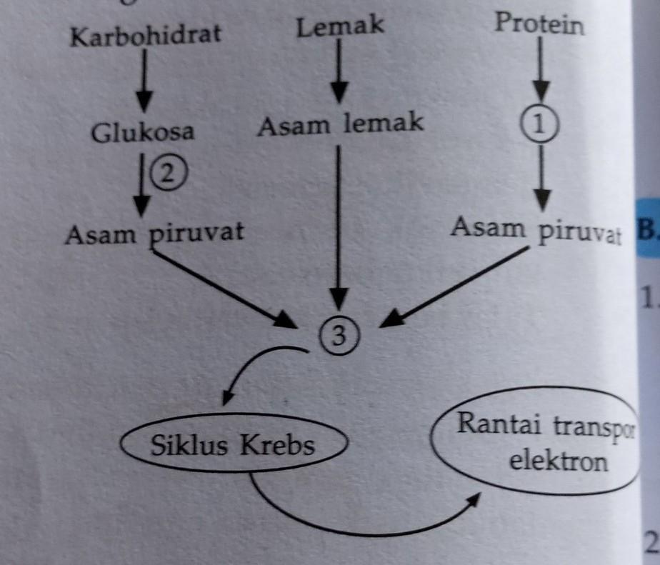 Detail Gambar Katabolisme Lemak Karbohidrat Dan Protein Nomer 18