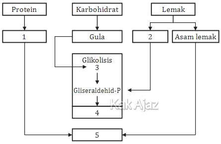 Detail Gambar Katabolisme Lemak Karbohidrat Dan Protein Nomer 20