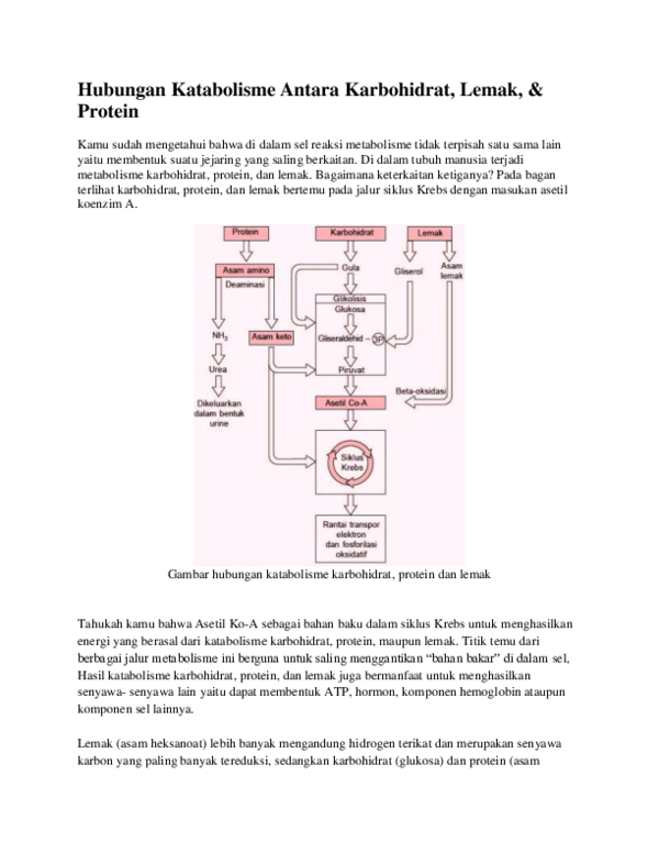 Detail Gambar Katabolisme Lemak Karbohidrat Dan Protein Nomer 22